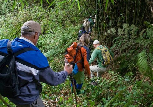 Rwanda Chimpanzee and Gorilla Safari