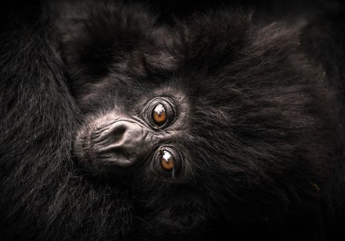 Rwanda Chimpanzee and Gorilla Safari