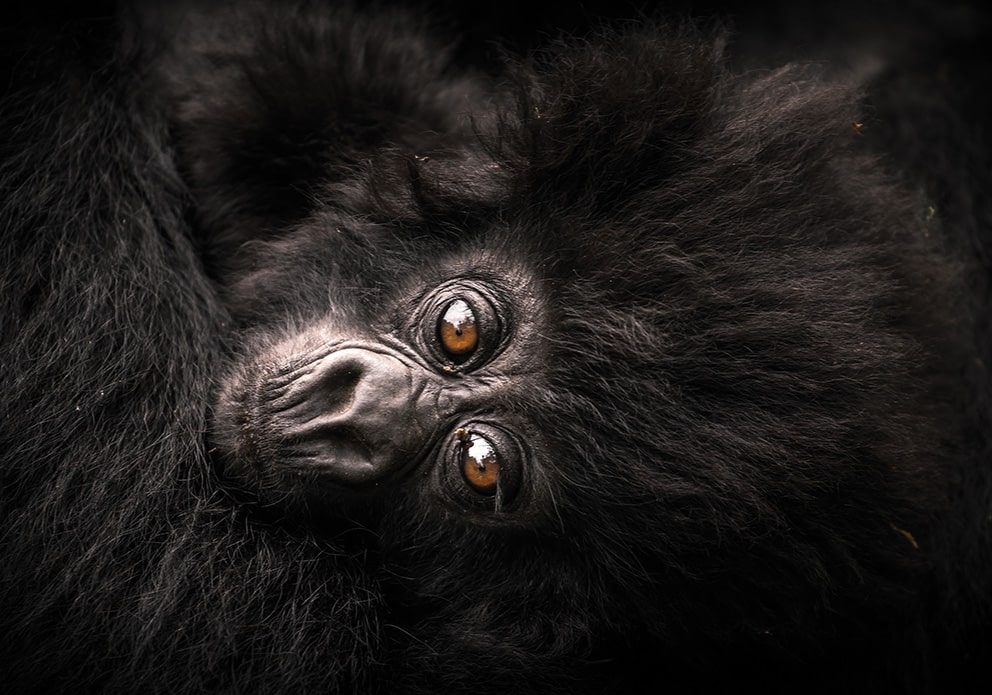 Rwanda Chimpanzee and Gorilla Safari