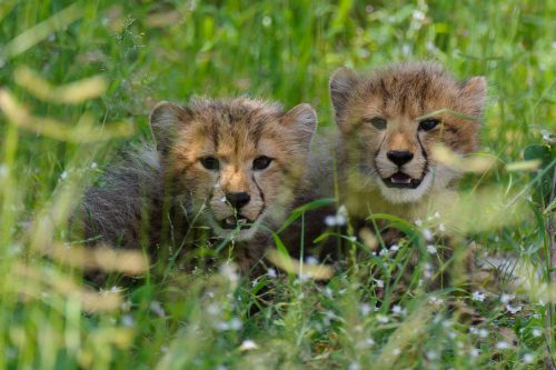 Okavango Delta Safari