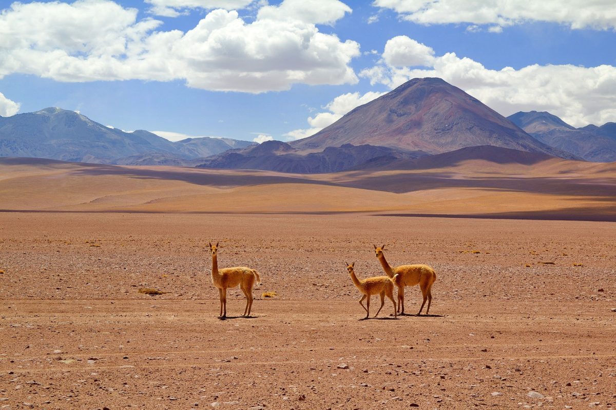 Classic Chile