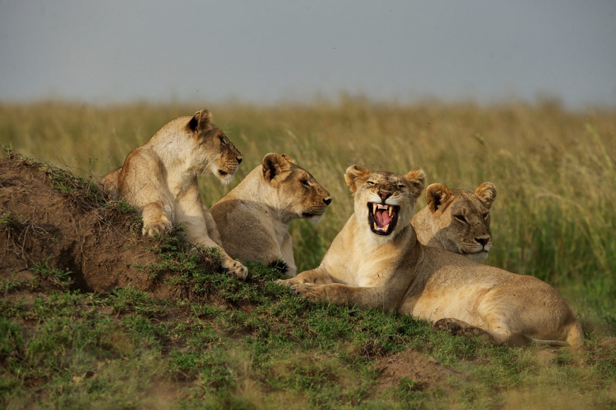 Serengeti and Silverbacks: Best of Tanzania and Rwanda