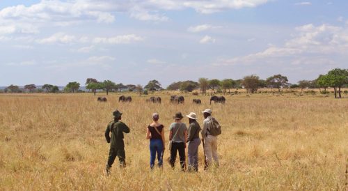 Serengeti and Silverbacks: Best of Tanzania and Rwanda