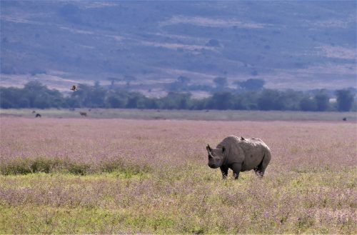 Classic Tanzania Safari