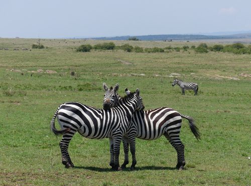 Luxury Tanzania and Kenya Safari