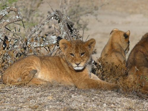 Classic Tanzania Safari