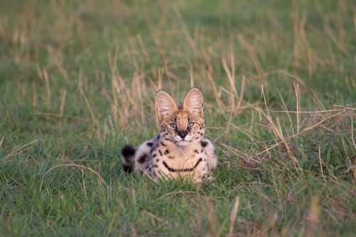 Remote Western Tanzania Safari