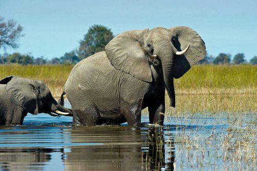 Okavango Delta Safari