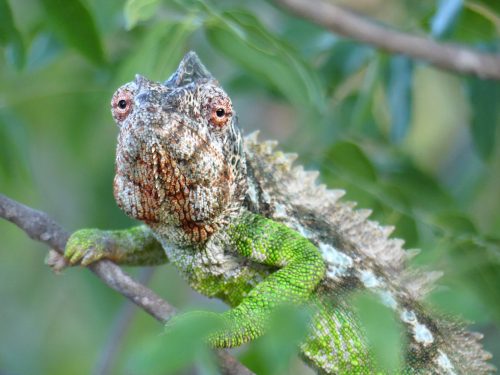 Madagascar: Land of Lemurs