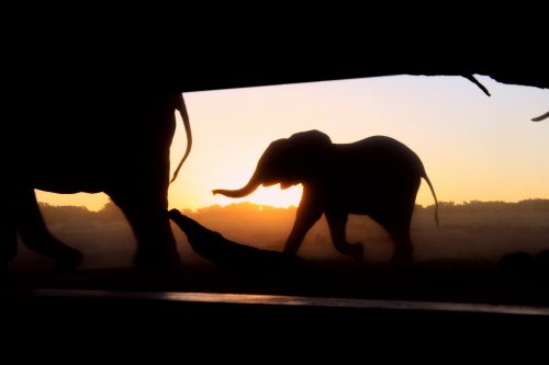Zimbabwe Conservation Safari
