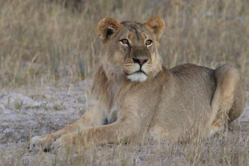 Zimbabwe Conservation Safari