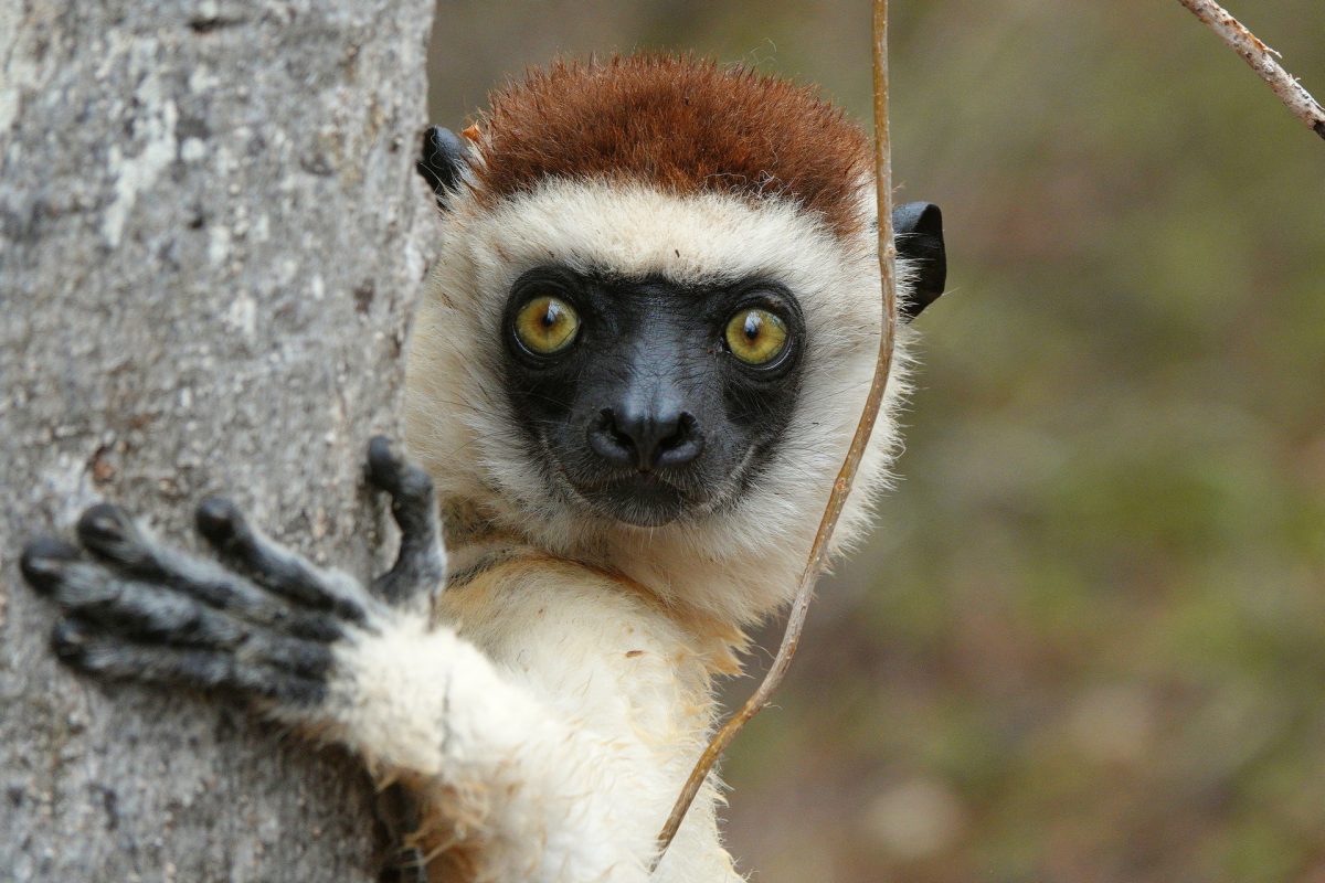Madagascar: Land of Lemurs