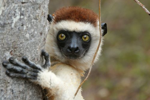 Madagascar: Land of Lemurs