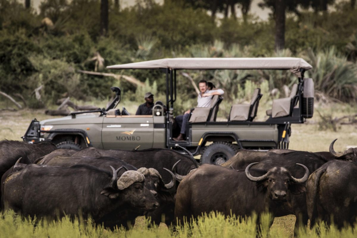 Okavango Delta Safari