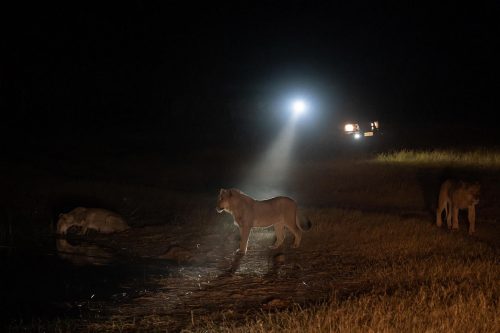Zimbabwe and Botswana Safari