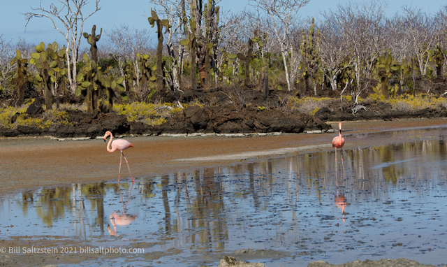 pink flamingos wading in shallow water next to a beach on the galapagos islands