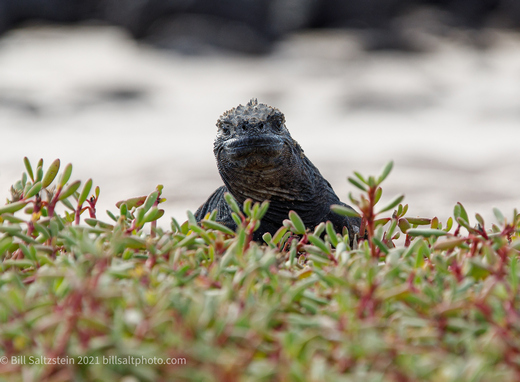 galapagos marine iguana peering Inquisitively at the camera amidst vegetation