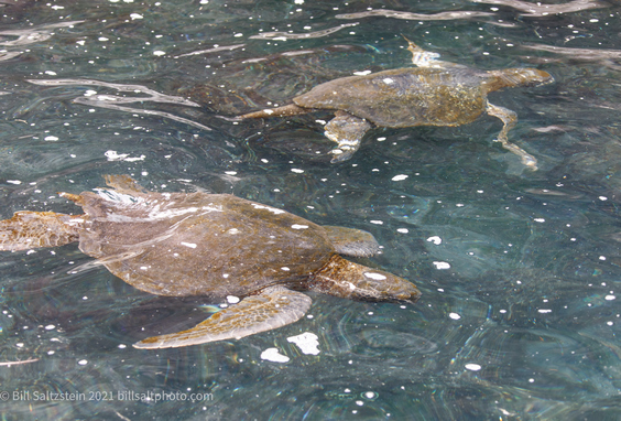 two sea turtles swimming just at the water's surface in the galapagos islands