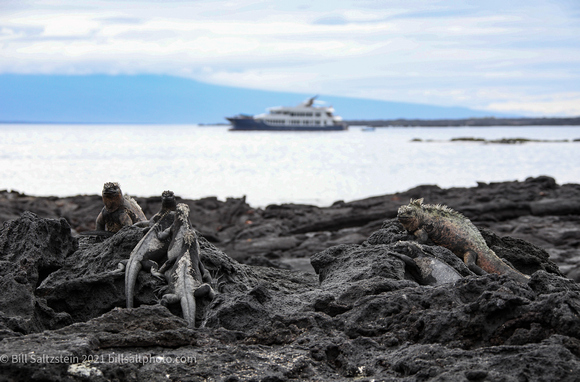 marine iguanas on volcanic rocks in the Galapagos islands, with a small yacht in the water behind them