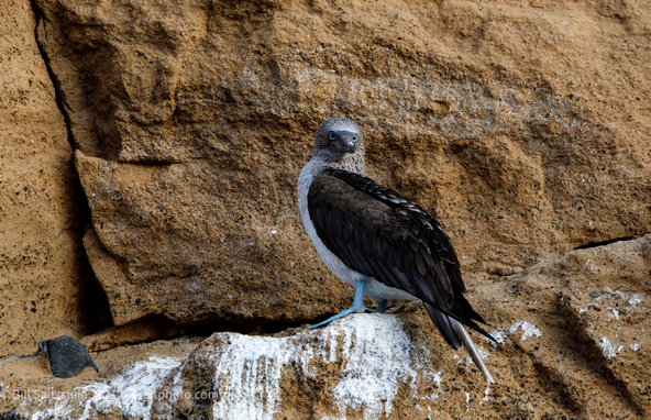 blue-footed booby standing on a cliff edge in the Galapagos Islands