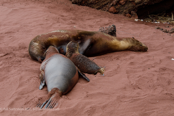 galapagos sea lions sleeping on a beach