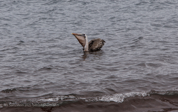 Brown Pelican floating on the water's surface in the Galapagos Islands