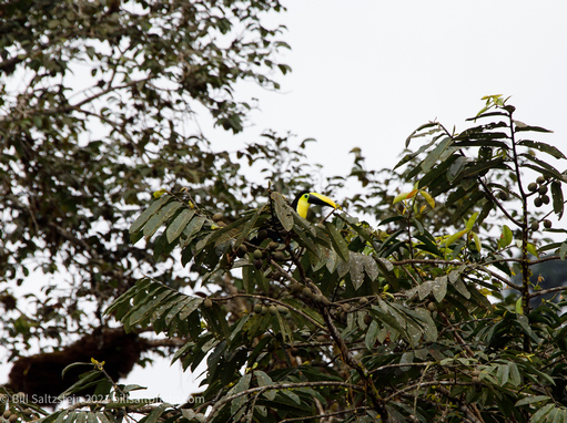 a toucan with a bright yellow bill in the treetops at Mashpi Lodge Ecuador