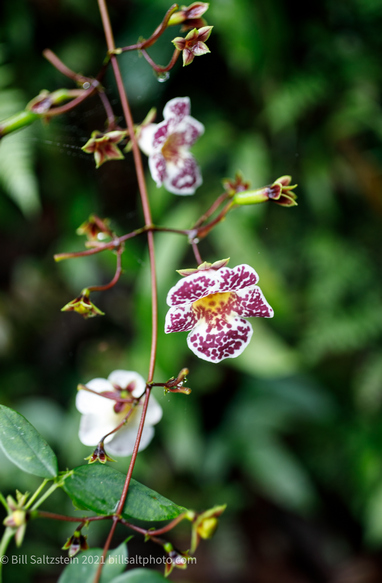 purple, white, and yellow orchid in the Ecuador's cloud forest