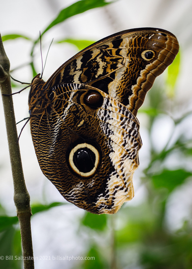 moth on twig, with eye spots on wings