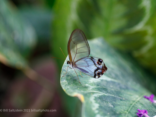 glasswing butterfly, named for the transparent wings