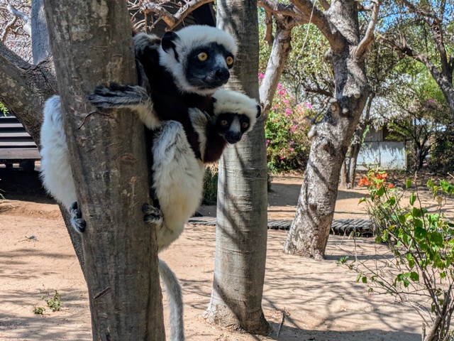 A mother sifaka and its baby in a tree at Anjajavy Reserve, Madagascar