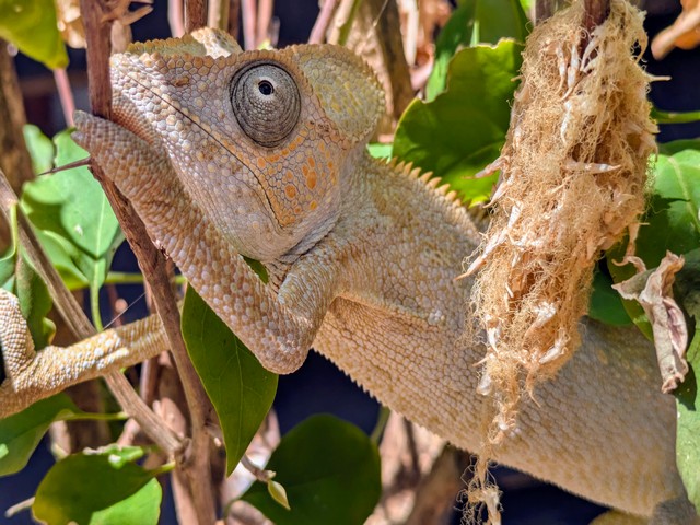A colorful chameleon at Anjajavy Reserve, Madagascar