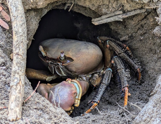 Giant crab at Anjajavy Reserve, Madagascar