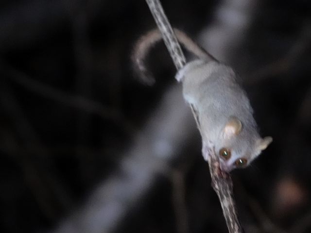 Mouse lemur darting through the trees on a night walk at Anjajavy le Lodge