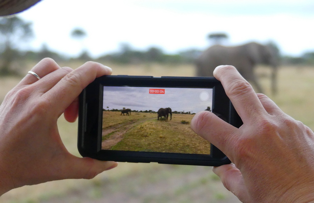camera_screen_elephants