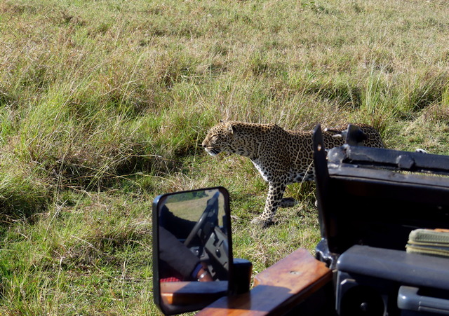 leopard_mara