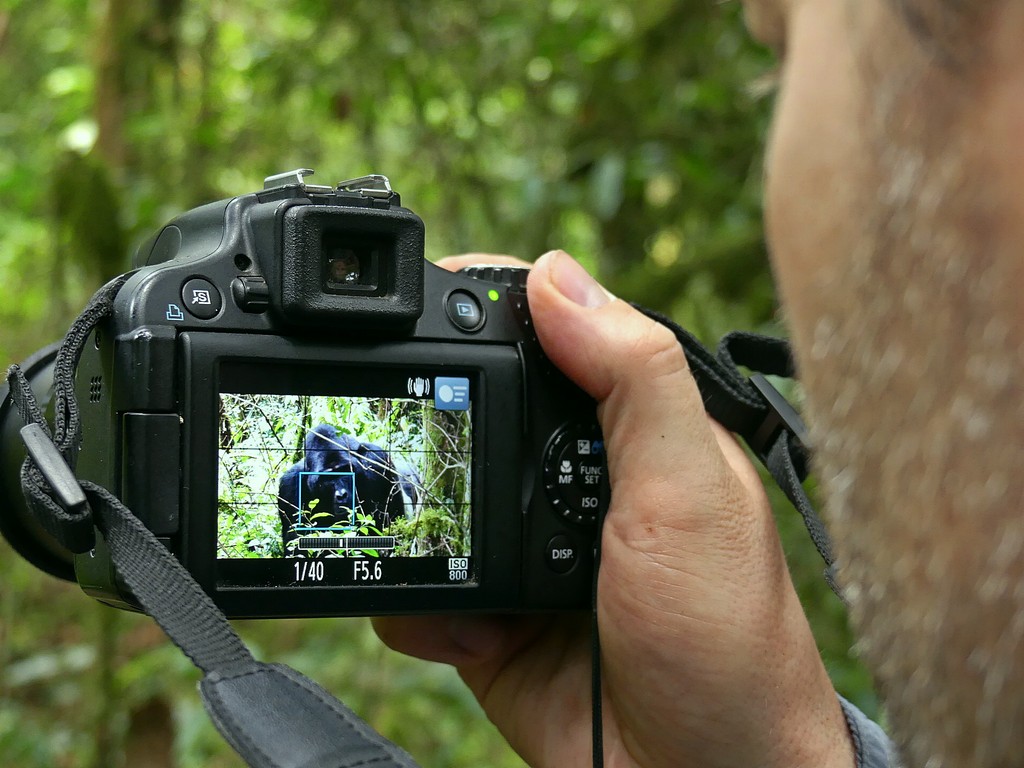 Close-up of someone taking a photo of a silverback gorilla while gorilla trekking in Uganda