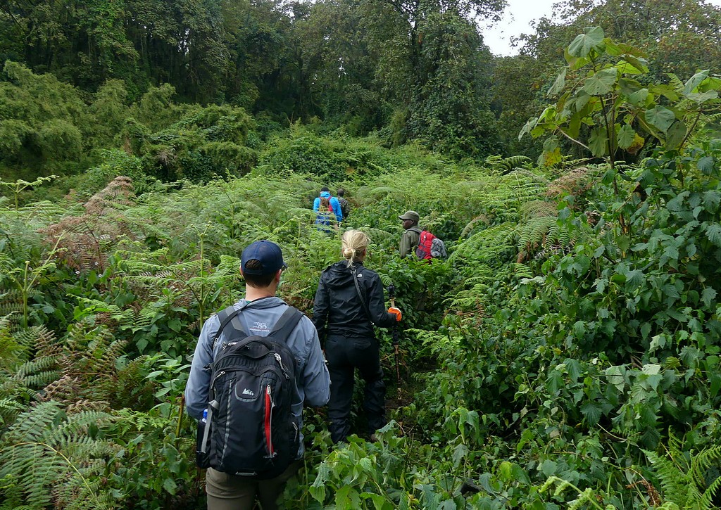Guests hiking through thickets and forest while gorilla trekking in Uganda