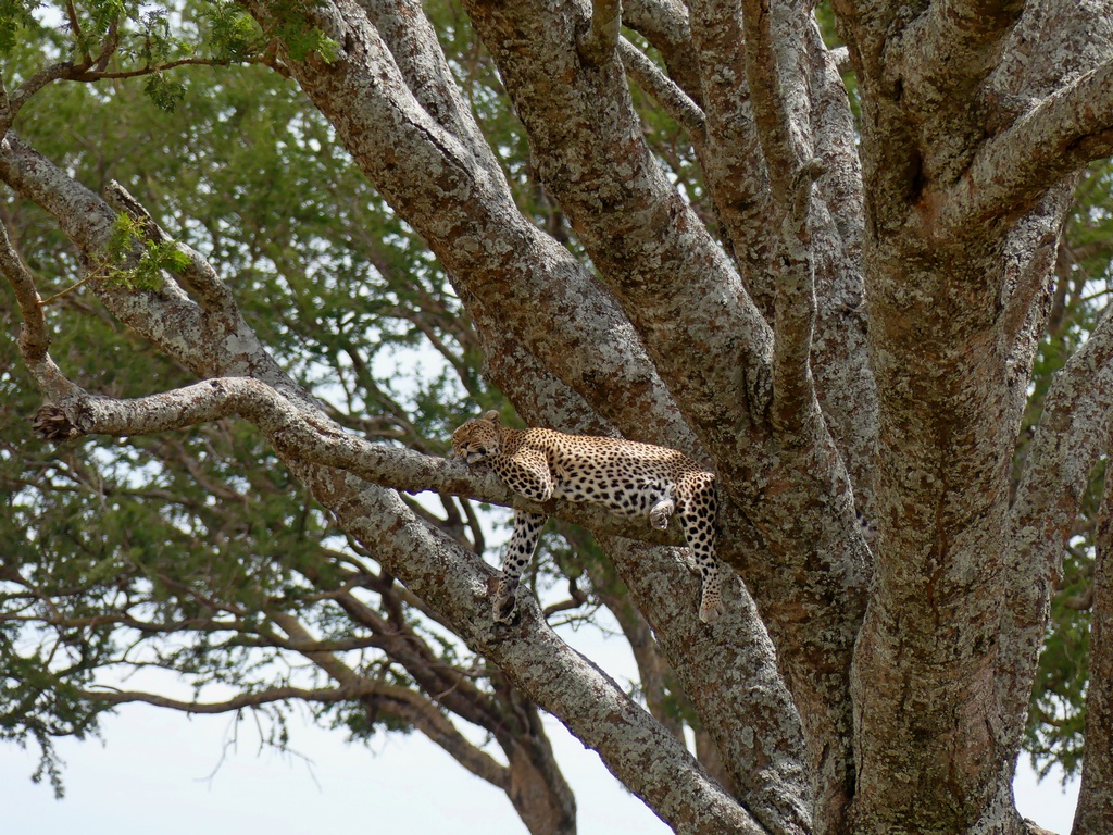 Leopard sleeping high up in a tree in the Serengeti Tanzania