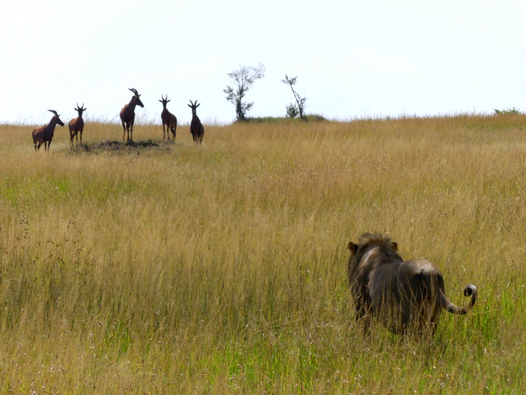 A lion on the hunt as it stalks topi in the serengeti