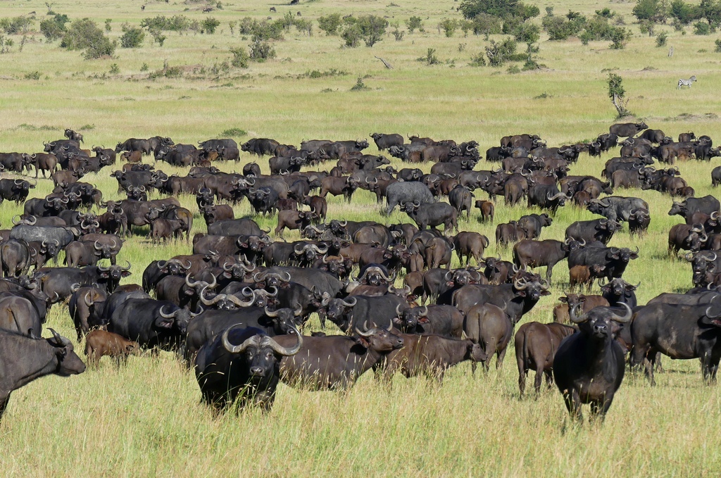 A vast herd of cape buffalo grazing on the green grasses of the Serengeti in Tanzania