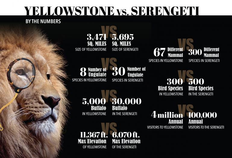 infographic comparing size, ungulate species, aount of buffalo, mammal species, and bird species between Yellowstone National Park and the Serengeti