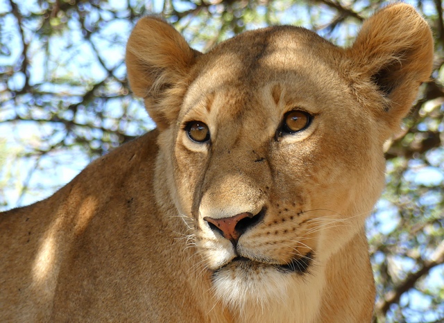 Portrait of a female lion with trees blurred in the background