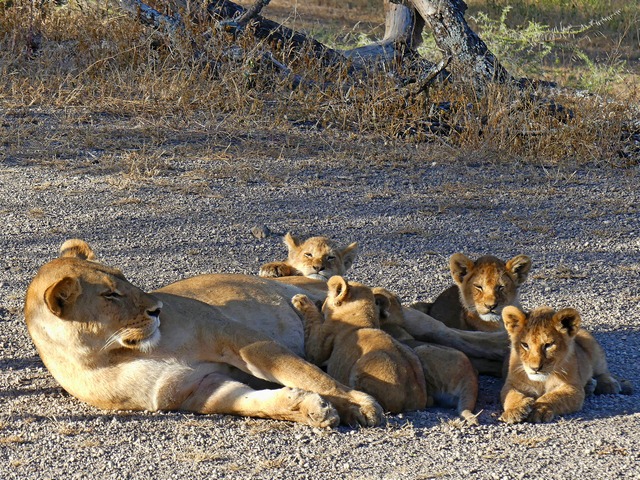 Female lion lying on the ground with five cubs around her, with two of them nursing