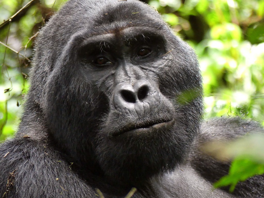 Headshot of a silverback gorilla in Uganda looking right at the camera
