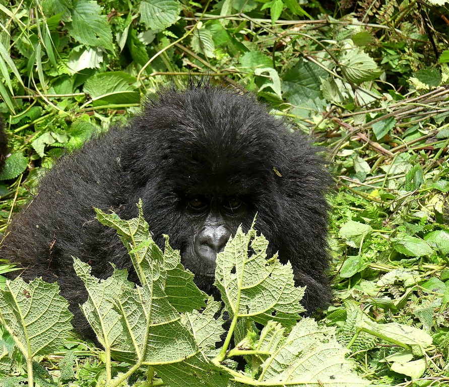 A small female gorilla sitting in lush vegetation in Rwanda