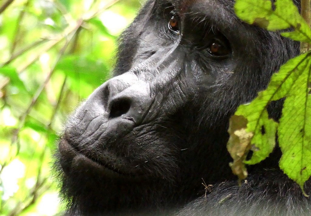 A gorilla looking off into the distance with a peaceful expression on its face
