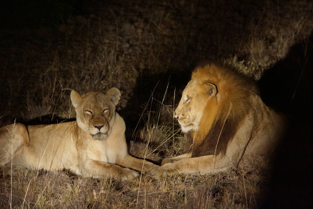 Male and female lion lying next to each other before mating