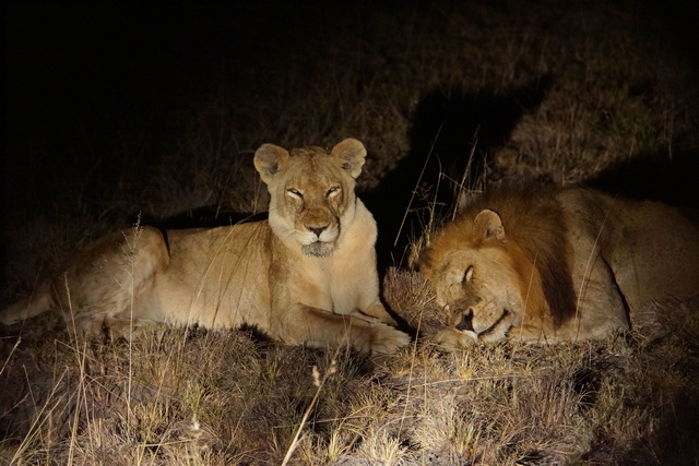 Male lion sleeping next to a female lion looking at the camera