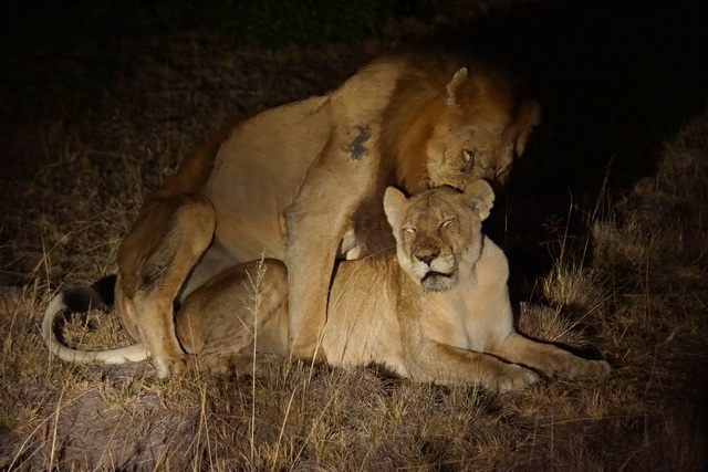 A pair of lions mating